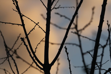 Barbed wire or Tree? 