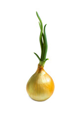 Fresh onion with sprouted stems isolated on a white background
