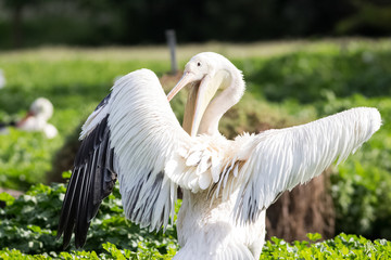 pelican with one wing showing off