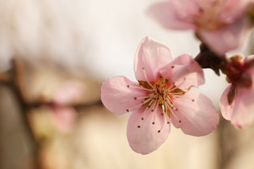 Closeup view of blossoming tree outdoors on spring day