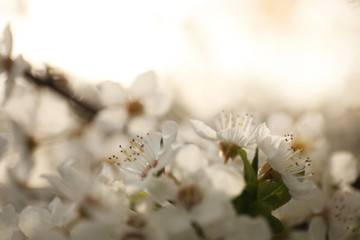 Closeup view of blossoming tree outdoors on spring day