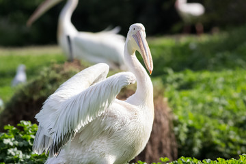 Obraz premium pelican with one wing showing off