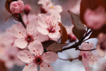 Closeup view of blossoming tree outdoors on spring day