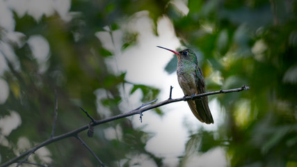 black tailed hummingbird