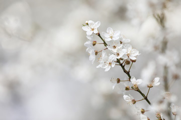 Closeup view of blossoming tree outdoors on spring day