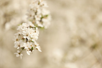 Closeup view of blossoming tree outdoors on spring day