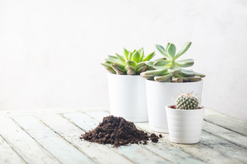 Succulent and cactus plants on white background. Minimal floral composition