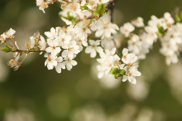 Obraz premium Closeup view of blossoming tree outdoors on spring day