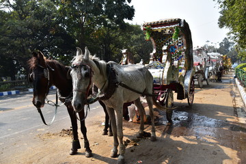 インドのコルカタの街並み　道路に停車中の馬車　出発を待つ可愛い馬