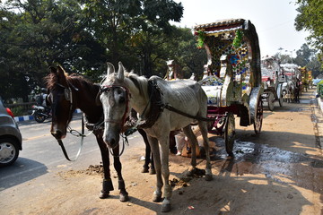 インドのコルカタの街並み　道路に停車中の馬車　出発を待つ可愛い馬