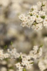 Obraz premium Closeup view of blossoming tree outdoors on spring day