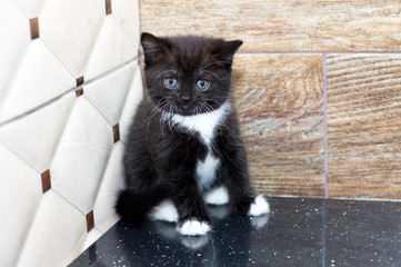 A Scottish kitten sat in the corner of the kitchen on the countertop