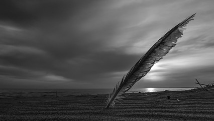 background, beach, beautiful, bird, bird feather, black, black and white, coast, environment,...