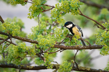 Great tit (Parus Major) on a montpellier maple (Acer monspessulanum), Frastanz, Vorarlberg, Austria