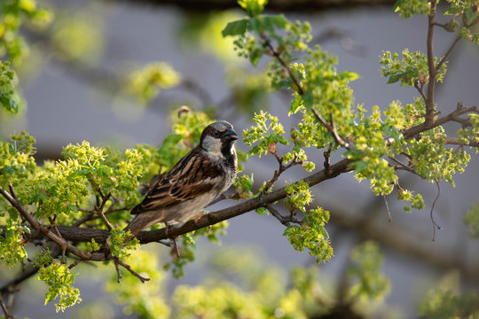 House sparrow (Passer Domesticus) on a montpellier maple (Acer monspessulanum), Frastanz, Vorarlberg, Austria