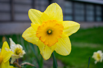 A Close up of a Yellow Flower