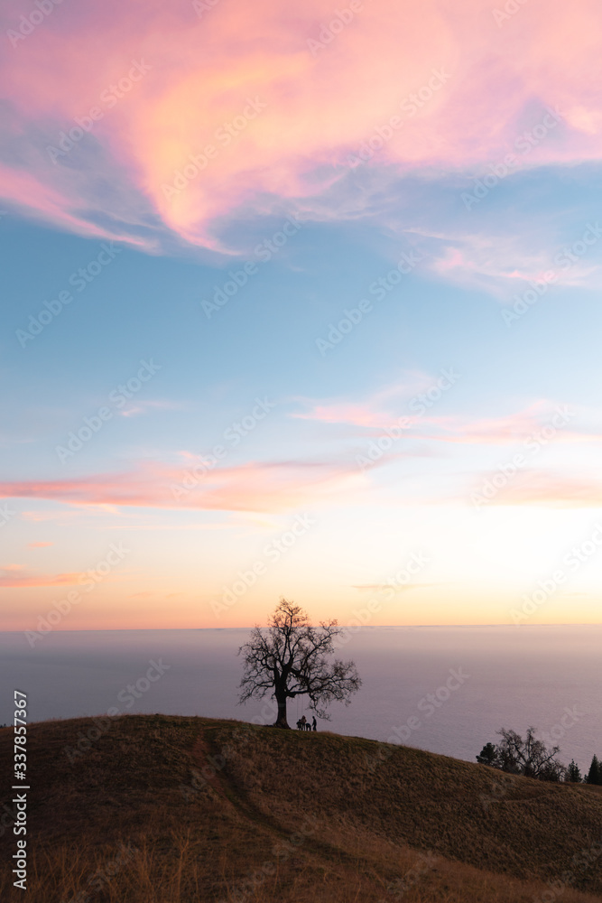 Wall mural view of bare tree on hill against sky during sunset