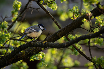 Great tit (Parus Major) on a montpellier maple (Acer monspessulanum), Frastanz, Vorarlberg, Austria