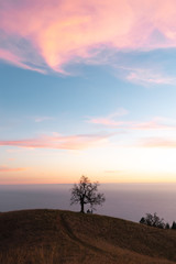 Zicht op kale boom op heuvel tegen hemel tijdens zonsondergang