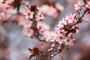 Closeup view of blossoming tree outdoors on spring day