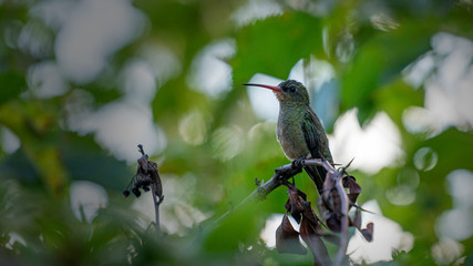 hummingbird on a branch