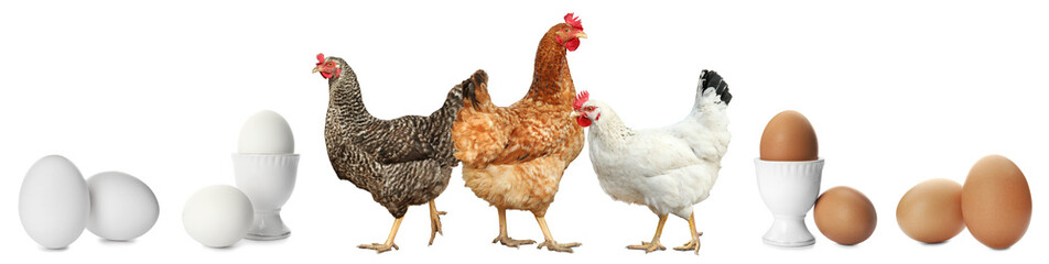 Collage with chickens and eggs on white background. Banner design