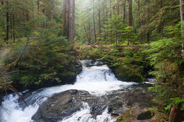 Hempel Creek in forest