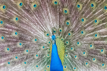Obraz premium peacock with its magnificent tail opened wide