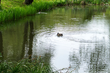 Birds Lake residents