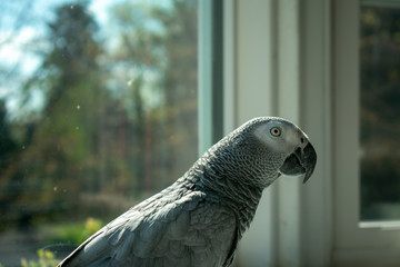 Obraz premium An African Grey Parrot Standing on a Windowsill in Front of a Window