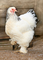 brown hen looking for food in farm yard. Chickens. Free Range Cock and Hens