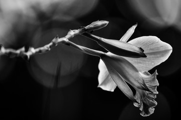 black and white Orchid