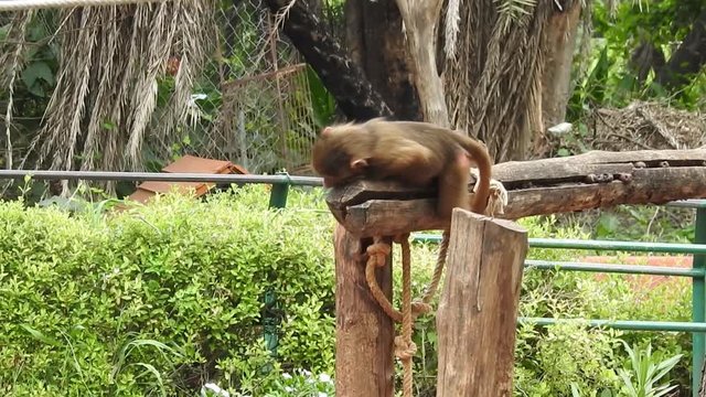 Grey Monkeys eat leaves and fruit skin on the edge of the forest. Rhesus macaque (Macaca mulatta) in slow motion is one of the best-known species of Old World monkeys. Ranthambore National Park Sawai
