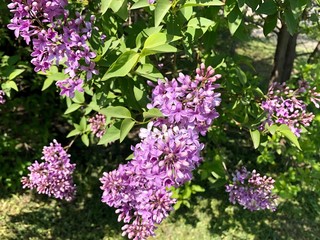 lilac tree with blossoming flowers