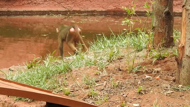  Common squirrel monkey (Saimiri sciureus), common squirrel monkey (saimiri sciureus), Common squirrel monkey is the traditional common name for several small squirrel monkey species native to the tro
