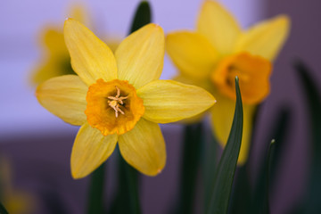 Close up daffodil flower. Soft focus macro.