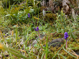 Muscari armeniacum (Blue Grape Hyacinth) blue flower among green grass, spring bloom concept