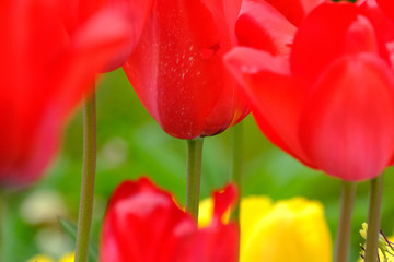 red and yellow tulip flower