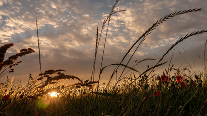 Sunset over the meadow with flowers