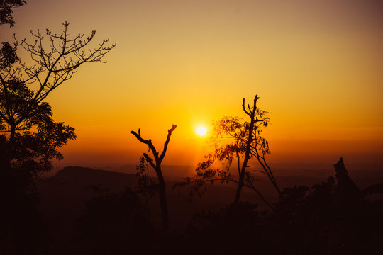 silhouette of a tree in sunset