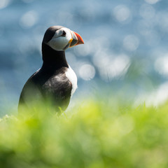 Puffin in the Faroe Islands