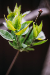 Plants in the yard