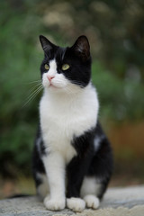 Black and white cat standing in the garden against the backdrop of greenery, interesting sharp look