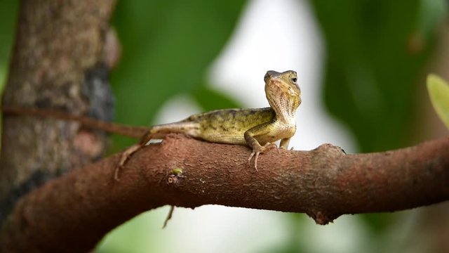 the chameleon is coarse and textured like a dark, four-legged snake scales with a long tail with the head shaped like a serration perched on a branch of a mango tree leaf