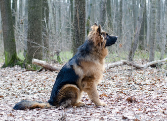 Young fluffy German shepherd dog puppy six months old Lying in a forest ground.