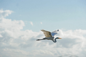 heron flying with the sky in the background