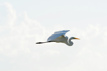 heron flying with the sky in the background