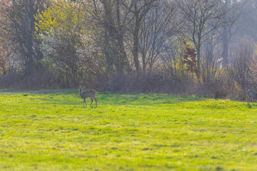 Deer are looking for food  on a field in northern Germany