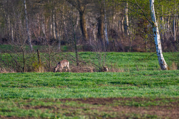 Obraz na płótnie Canvas Deer are looking for food on a field in northern Germany