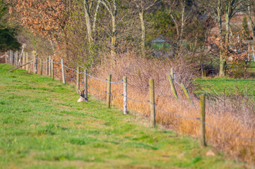 Deer lie quietly on a  field in northern Germany